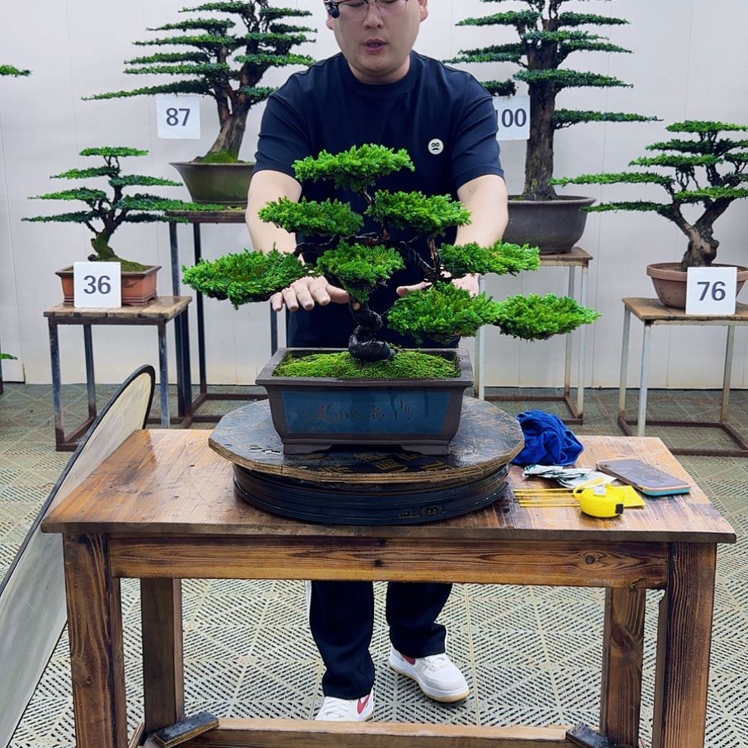 无花朵柏树造型盆景