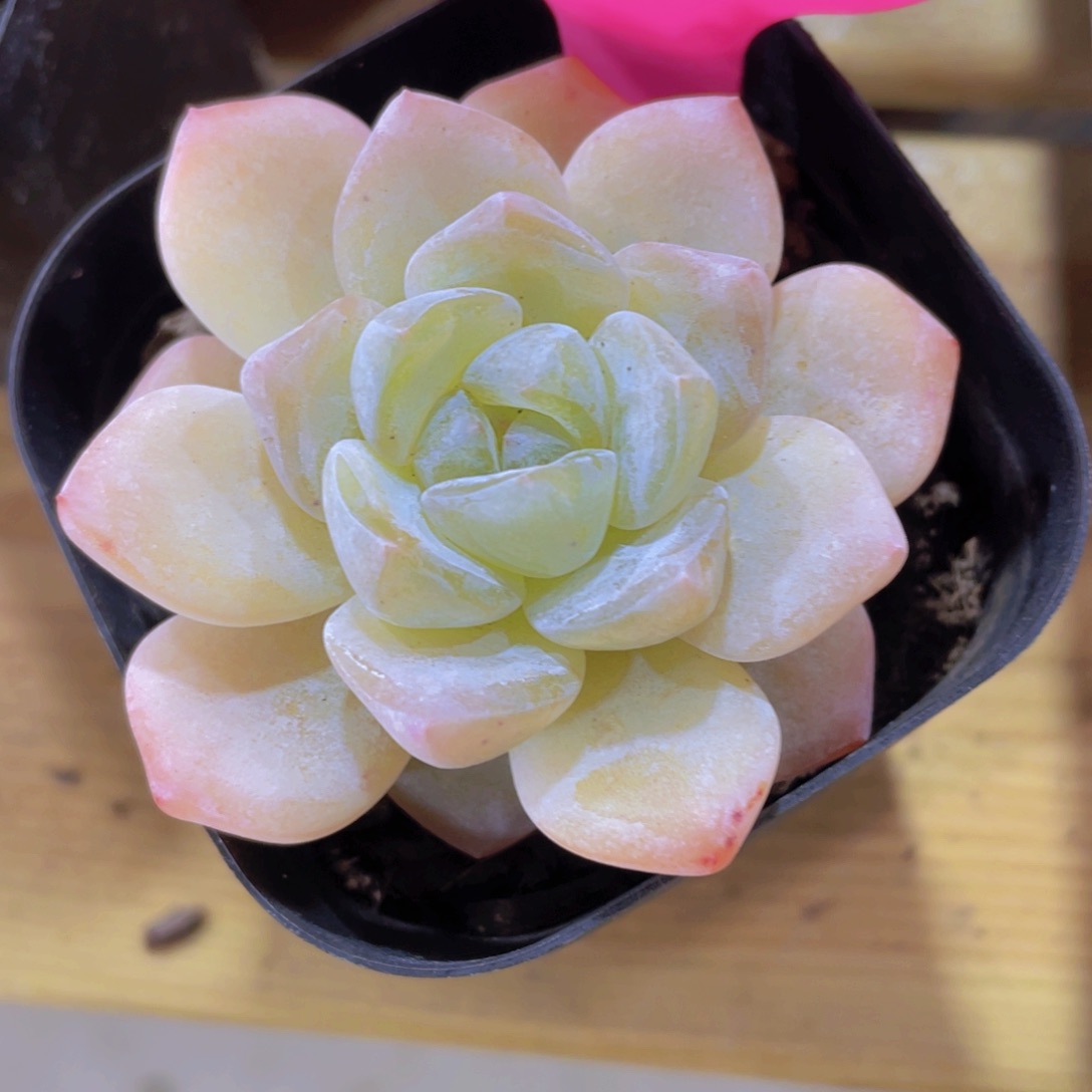 1057号 冰透大白兔单头