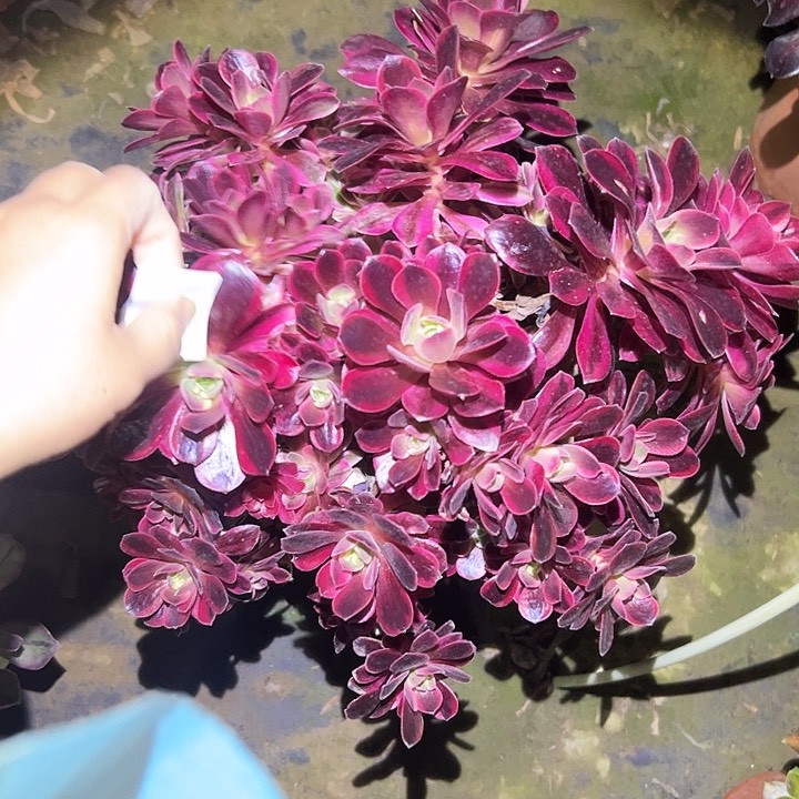 法师链接一物一拍67