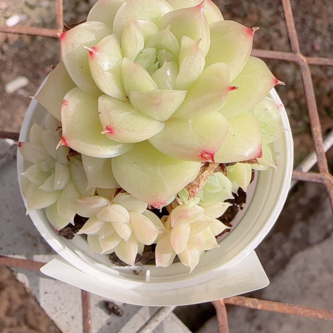 花语多肉1212-126散