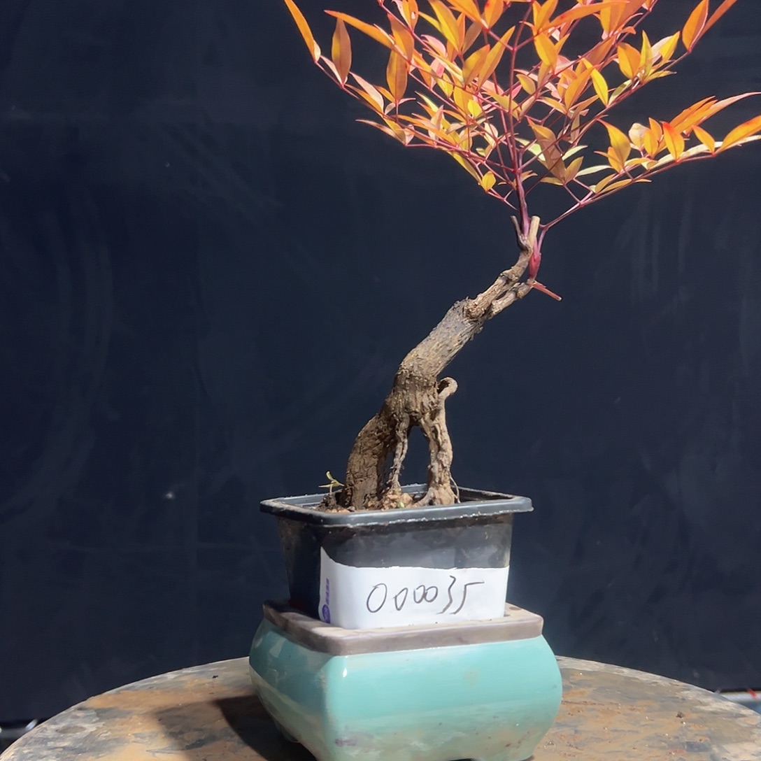 不开花植物00000035