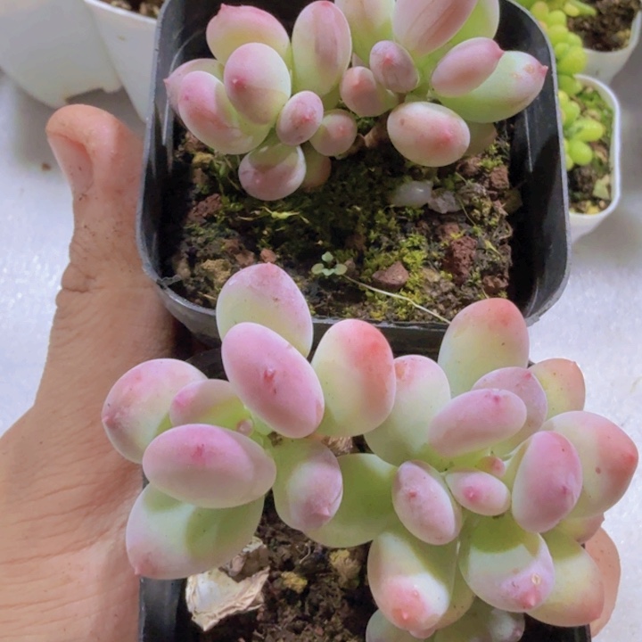 苹果奶酪福利一颗