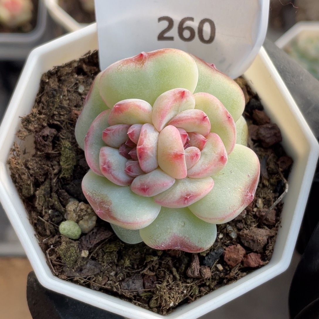 260号糖心冰心珍妮 萌萌