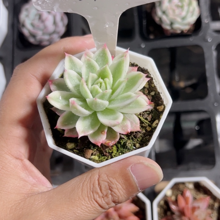 蝴蝶飞舞锦精品多肉