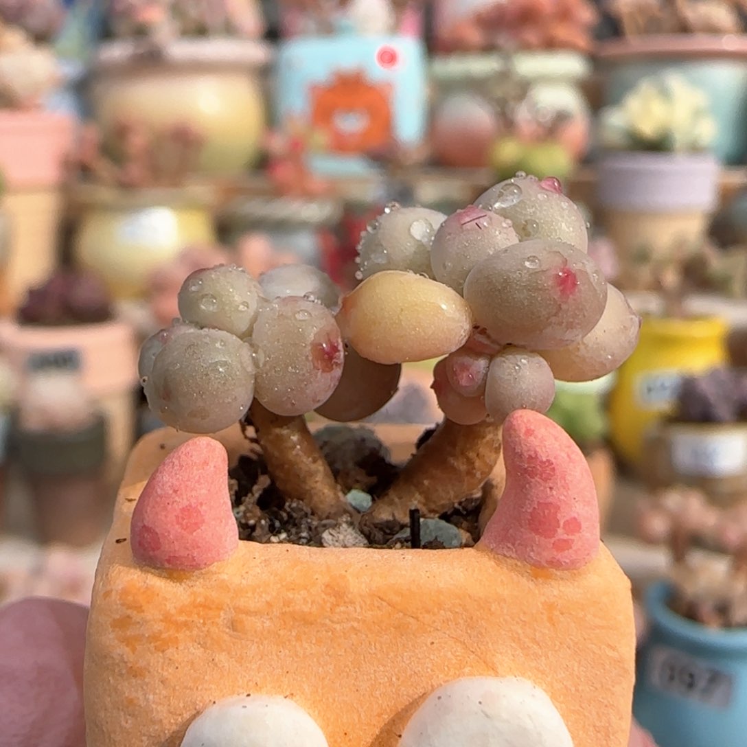 优选 精品彩虹奶 一物一拍