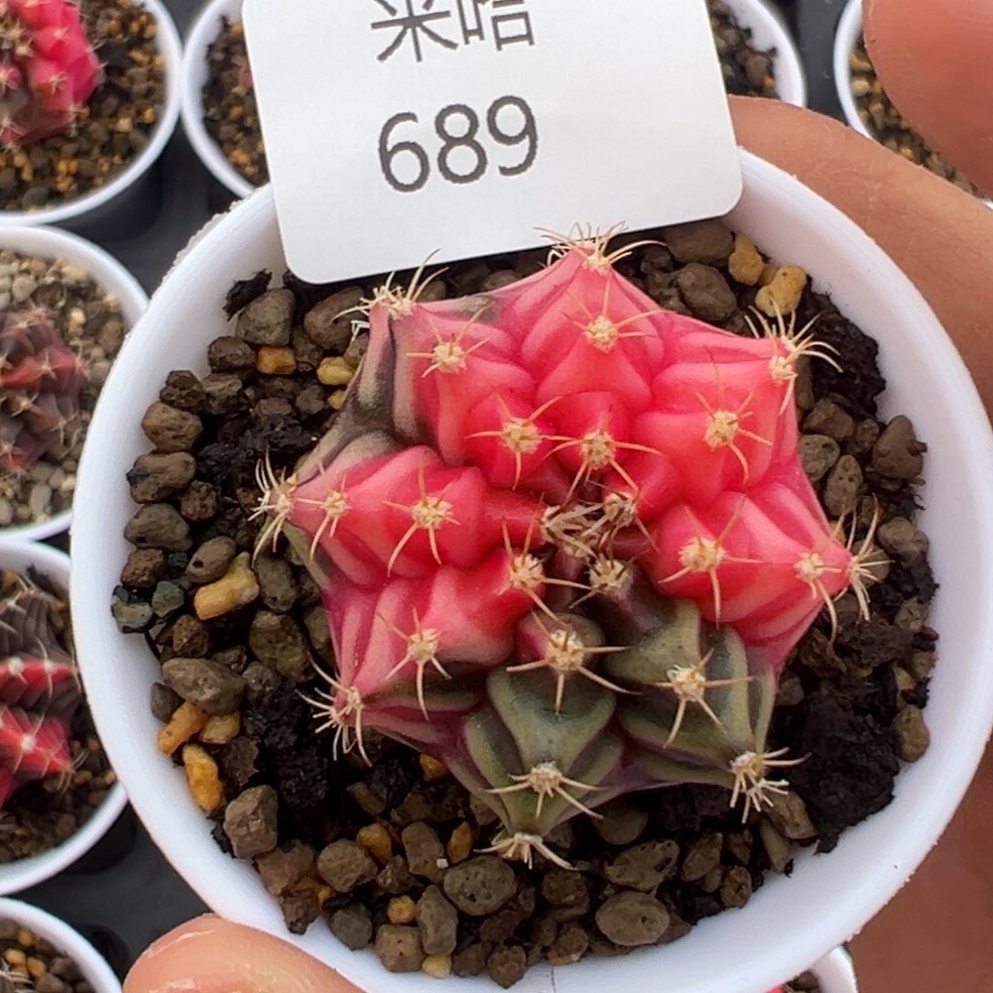 689 好看的米哈冲冲冲