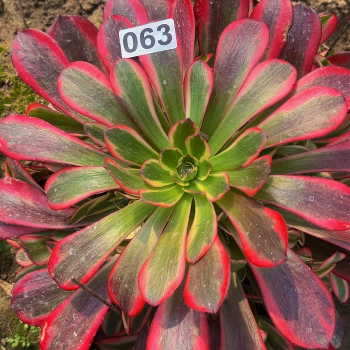 063多肉植物盆栽