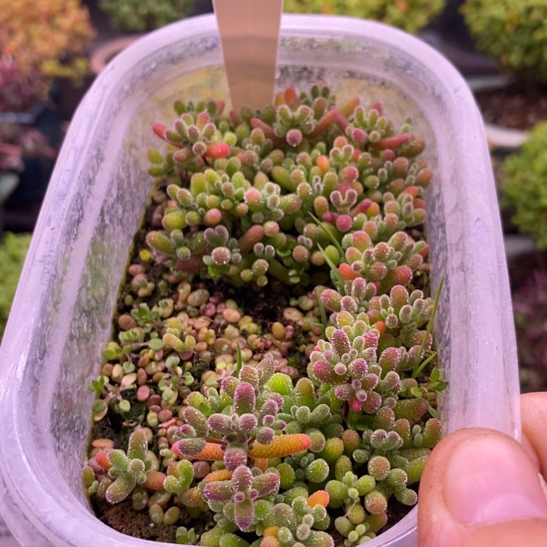 见**-191混合小苗。      