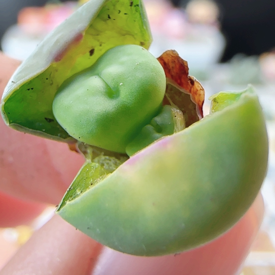 3.13.12/哈默大型红嘴/双头