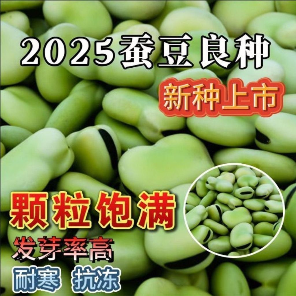 AA蚕豆种子高产早熟耐寒绿心蚕豆籽秋冬季播种青皮蚕豆罗汉豆种籽