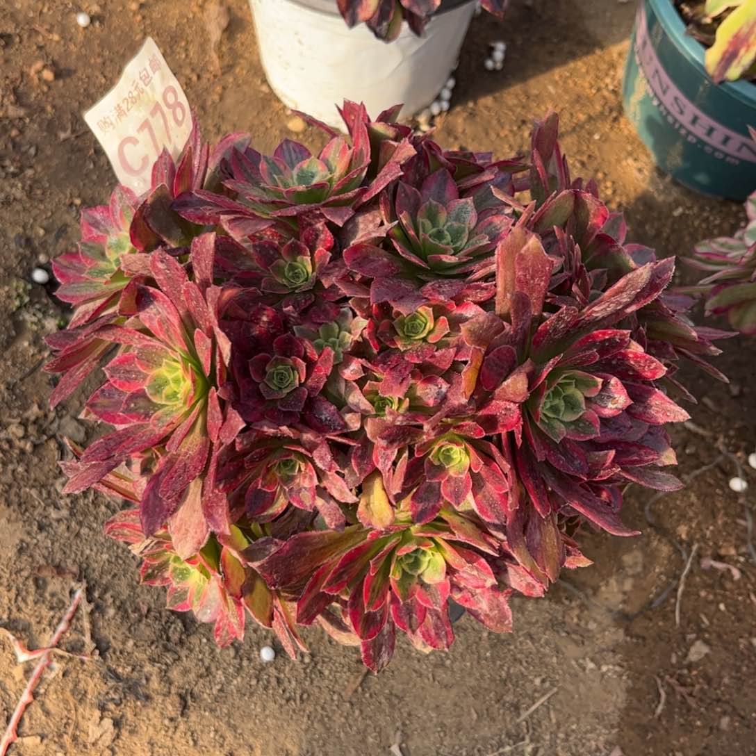 778多肉植物安娜