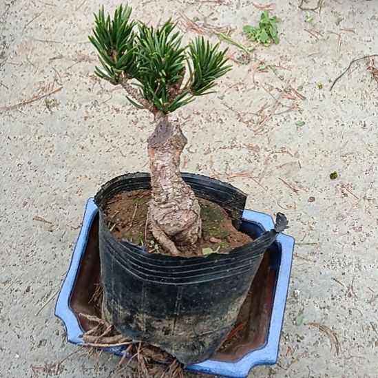 矮霸老桩盆景实物