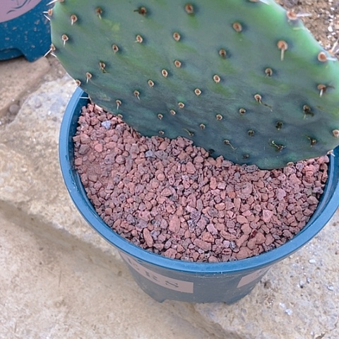 贺***r仙人掌那图风雪一片