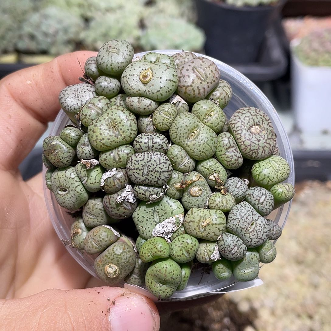 440当天凑满十八元包邮生石花