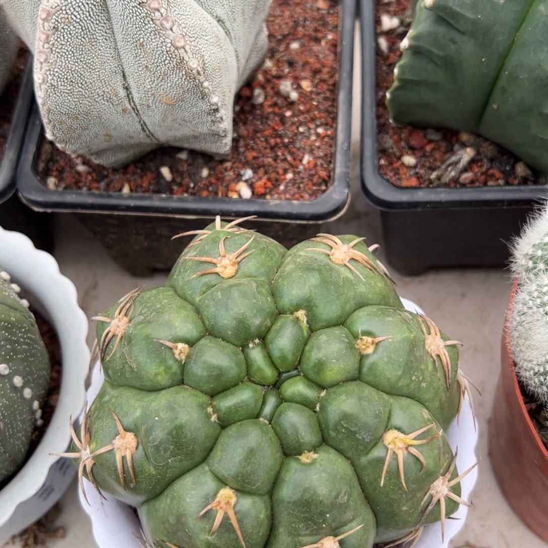 美化海王随机一颗。  