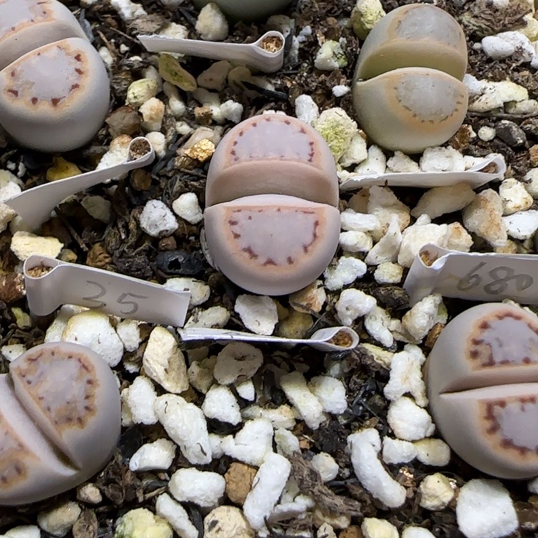 11.21。  216饼干。  2030