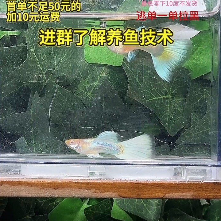 孔雀鱼黄礼服白子三角尾