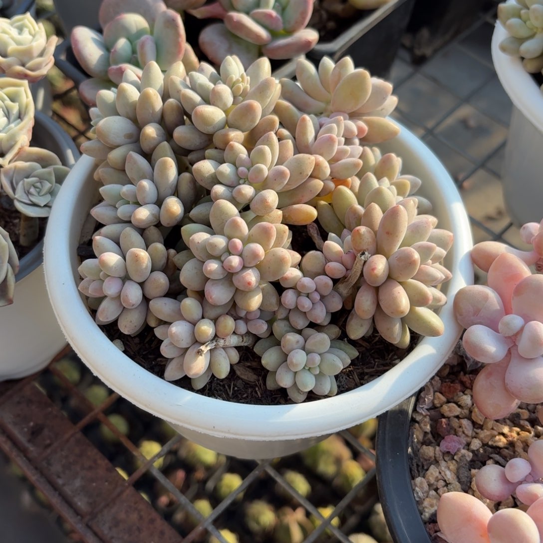 星黛露多肉15㎝盆整群