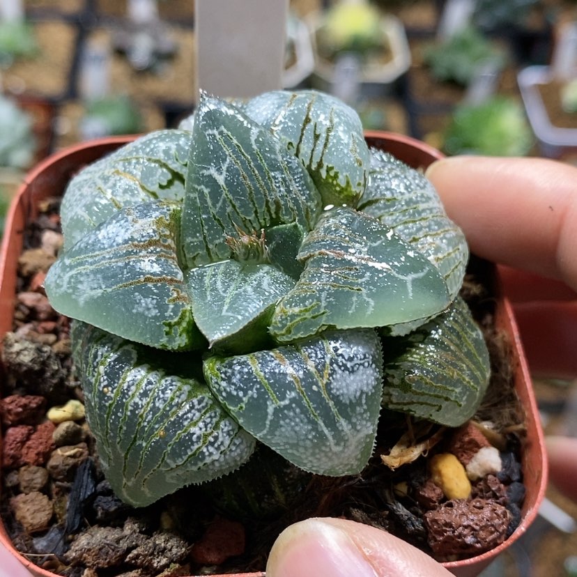 【闪购商品】231云遮月