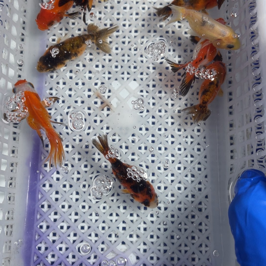 海水鱼花泰狮金鱼21