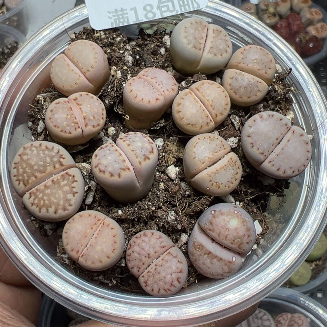 【闪购商品】 131。   