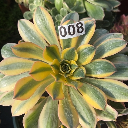 白*多肉植物1个法师