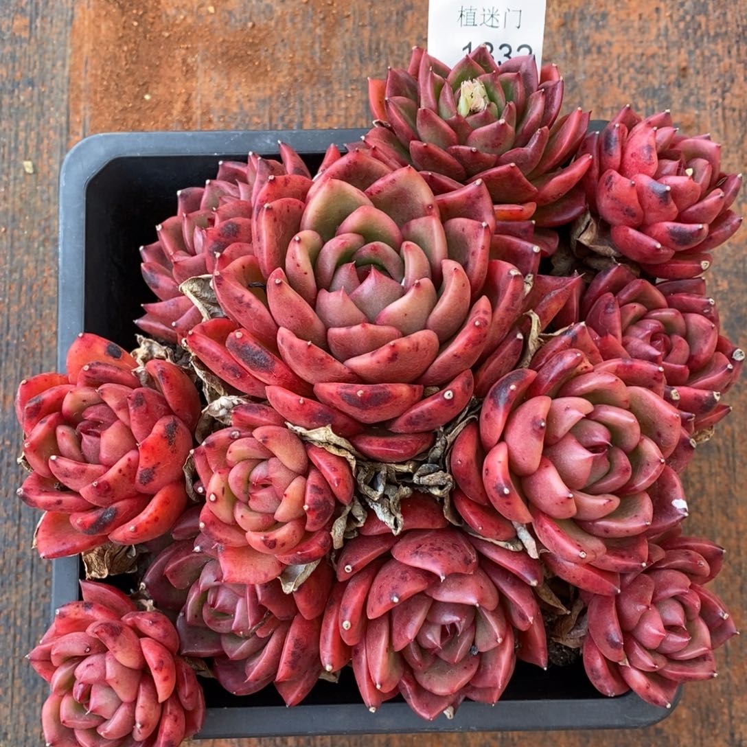 凉*杂交精品多肉1332