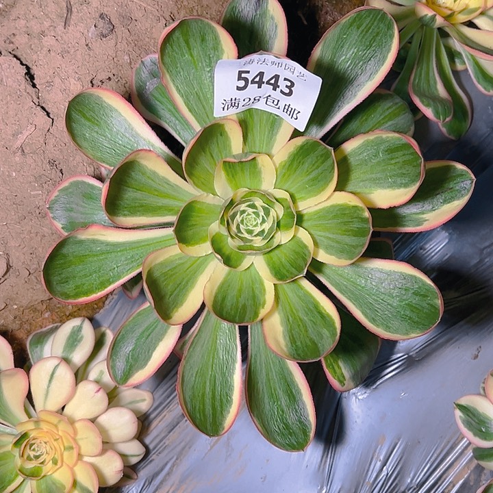 5443燕姿锦多肉植物2号