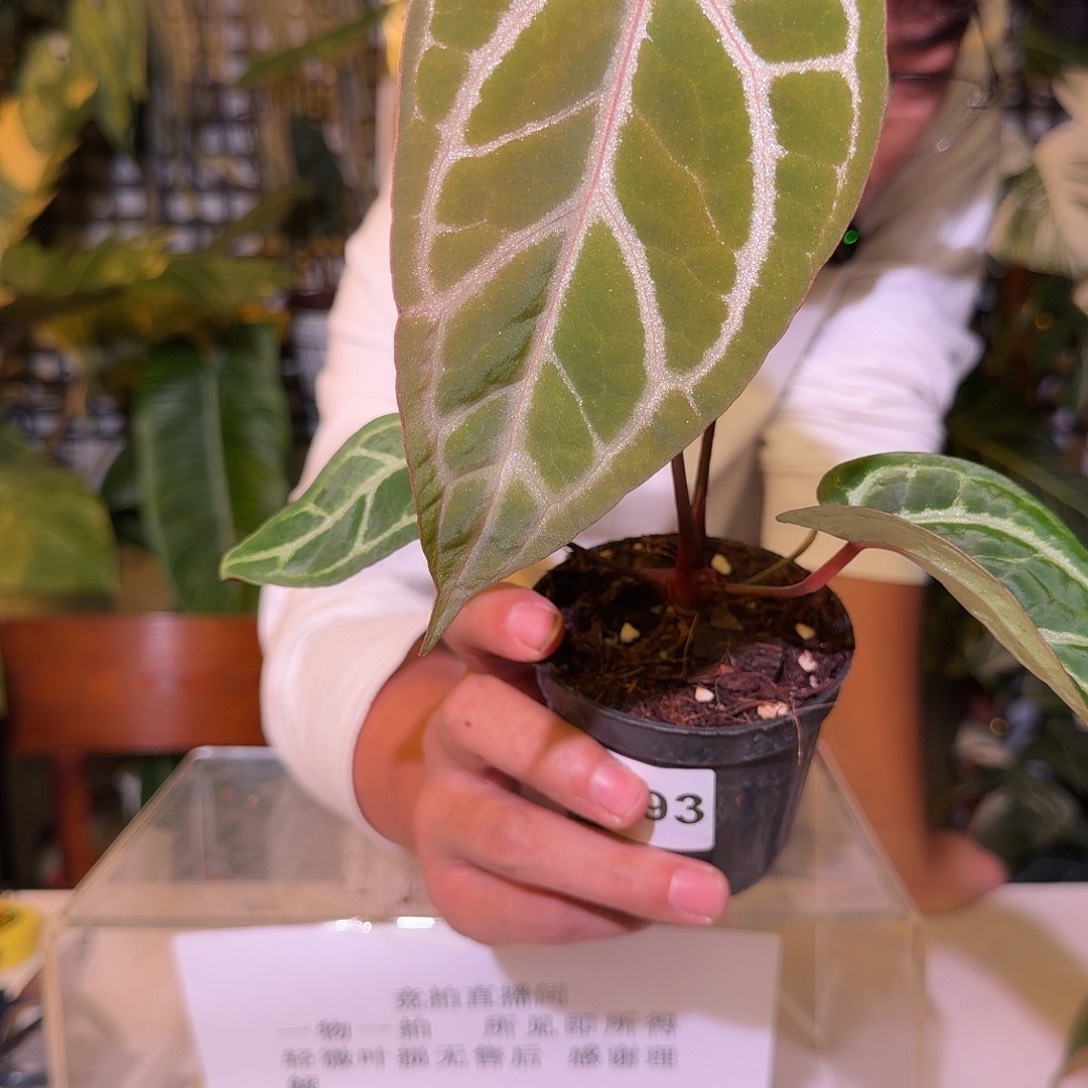 完全开放F193亡灵法师杂红钻石