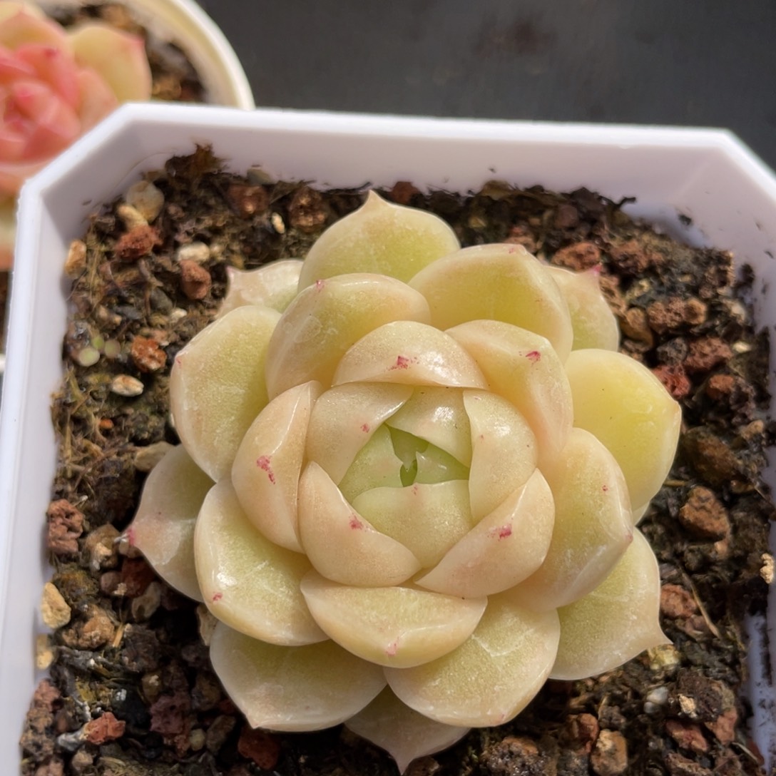 k***n优选石麦多肉福利2598