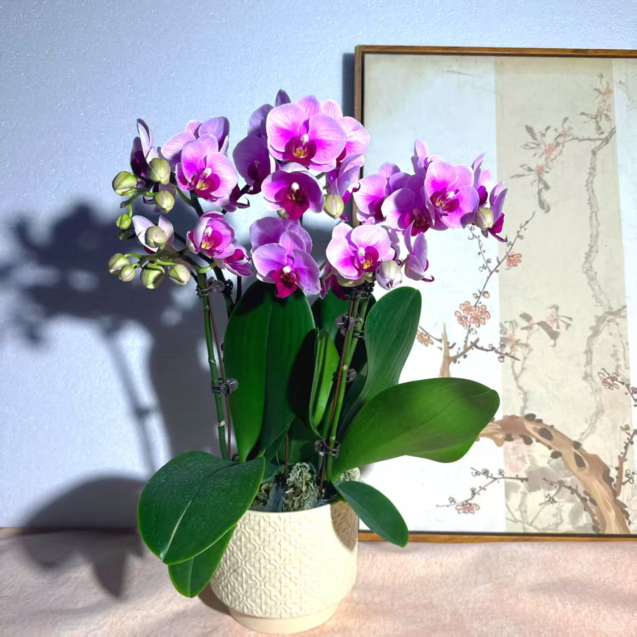 精选蝴蝶兰【宝贝】室内花卉绿植盆栽 基地直发