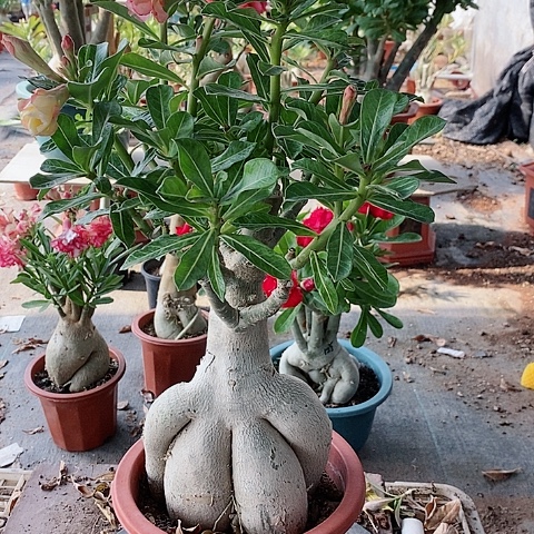 【闪购商品】无花朵诚*