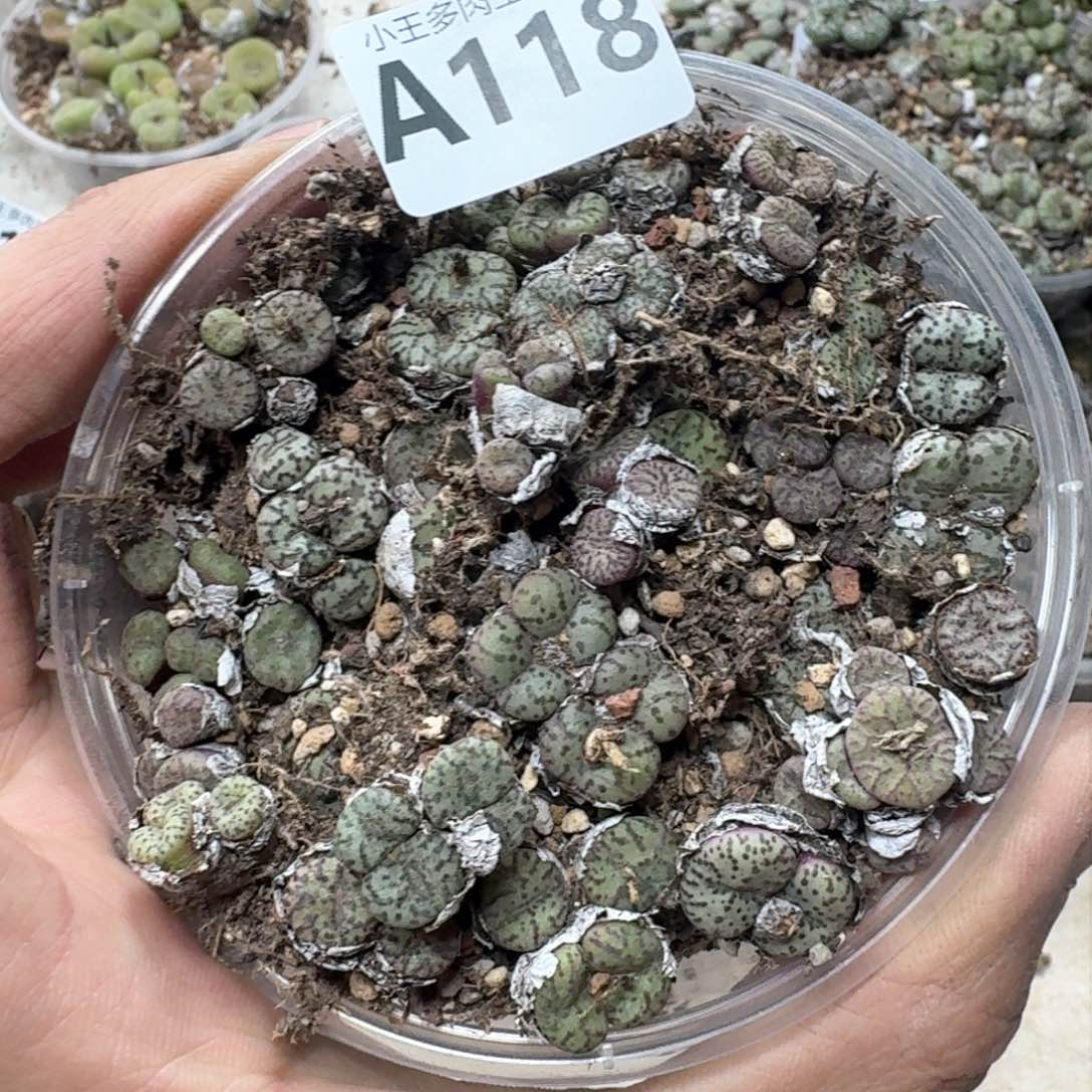 A118 彩色安贞一大盒福利