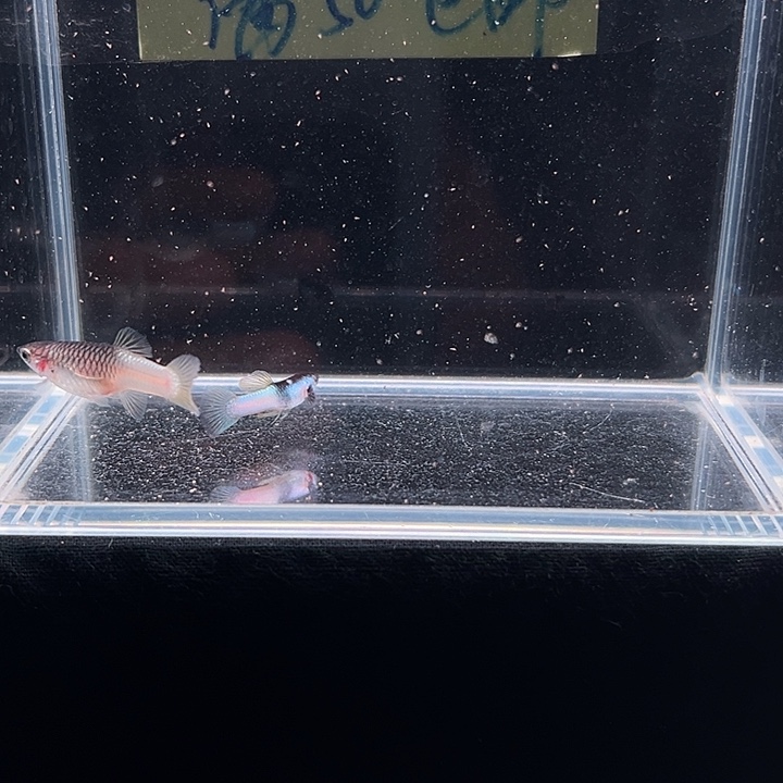 孔雀鱼粉红熊猫孔雀