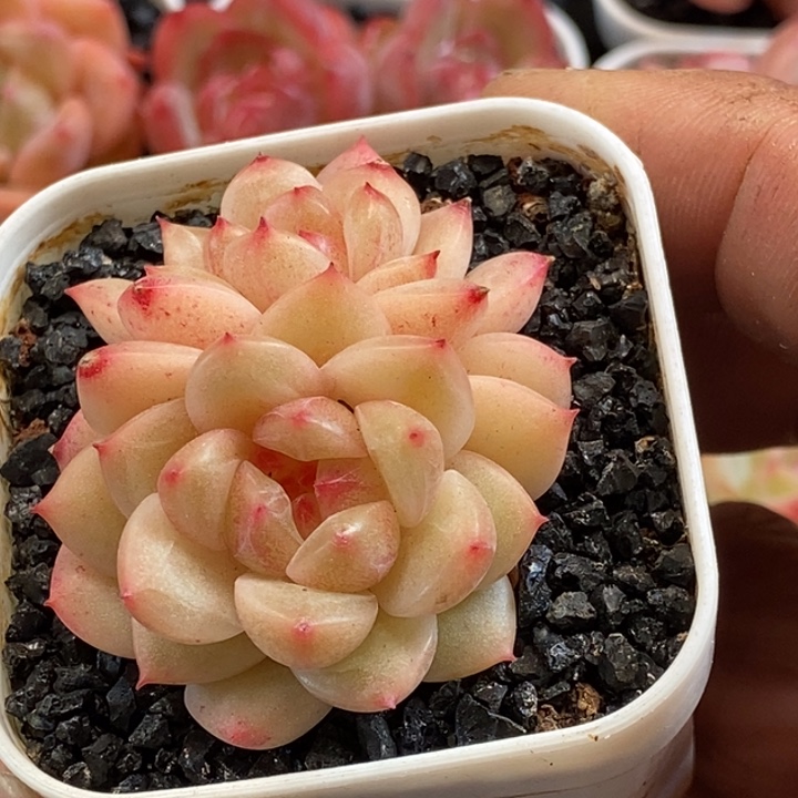 天官赐福百无禁忌