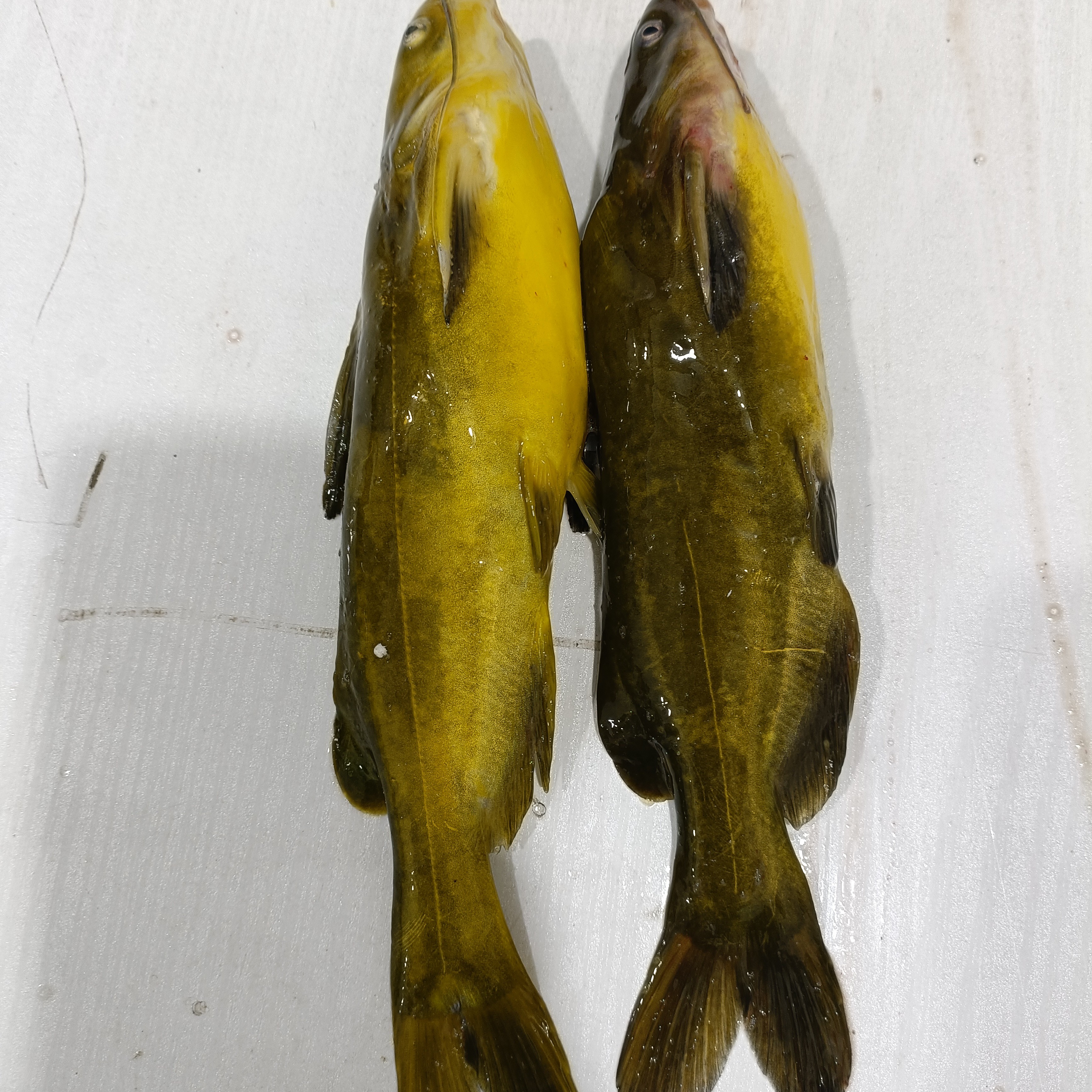 特大号冰下嘎牙子鱼（1斤3条）保鲜不保活（3.8-4斤）