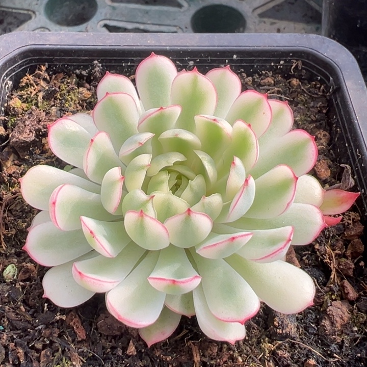 梦幻玫瑰白锦一物一拍锦龙