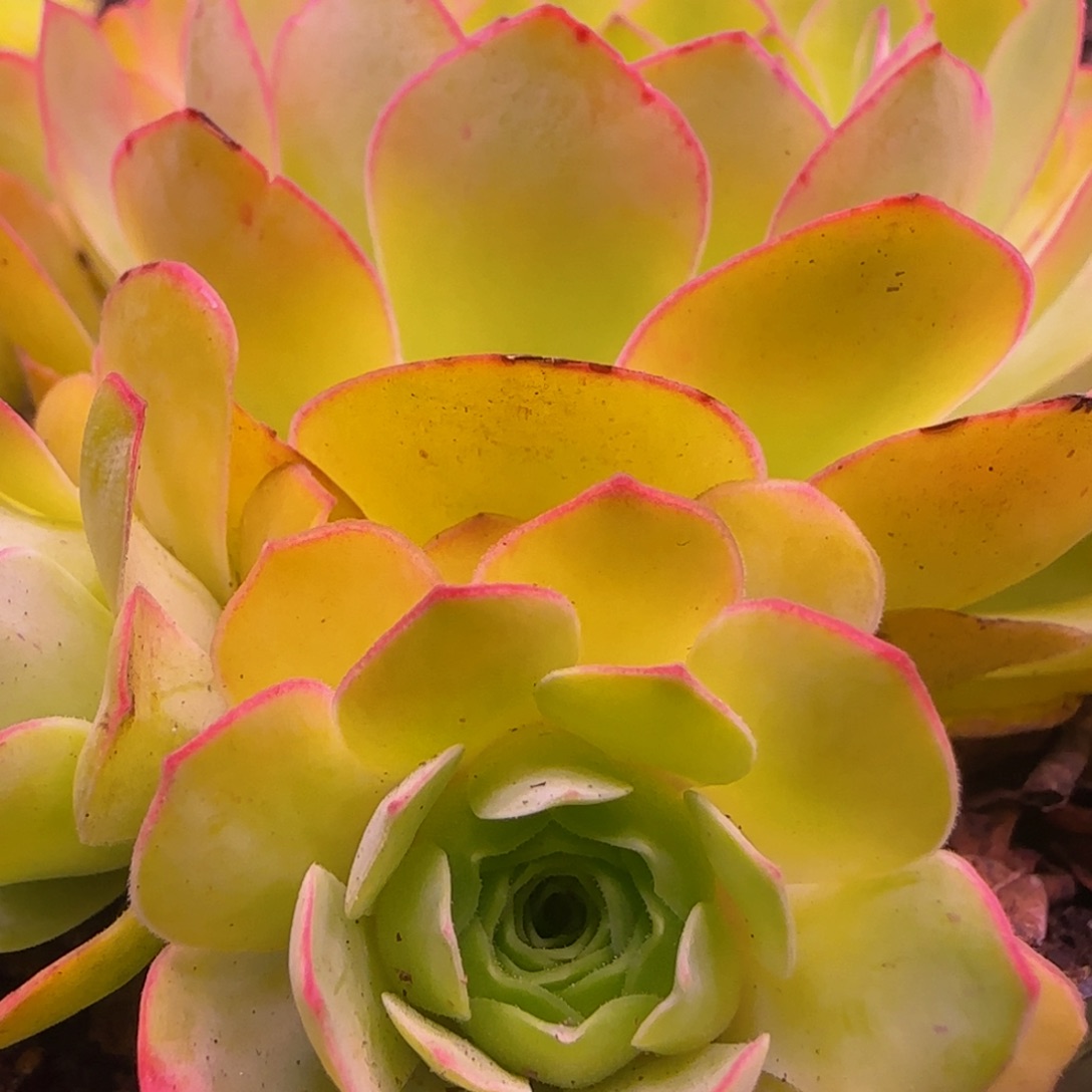 幻影侧芽1343868685768676868683