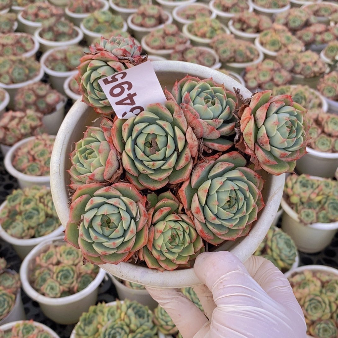 6495笨吧蒂斯一物一拍