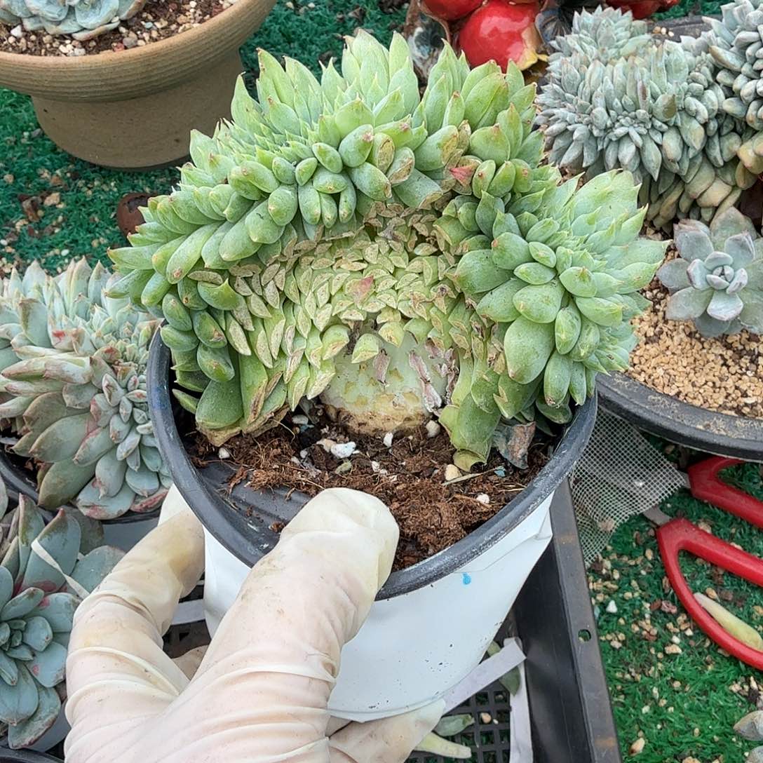 星影缀化呀呀呀呀