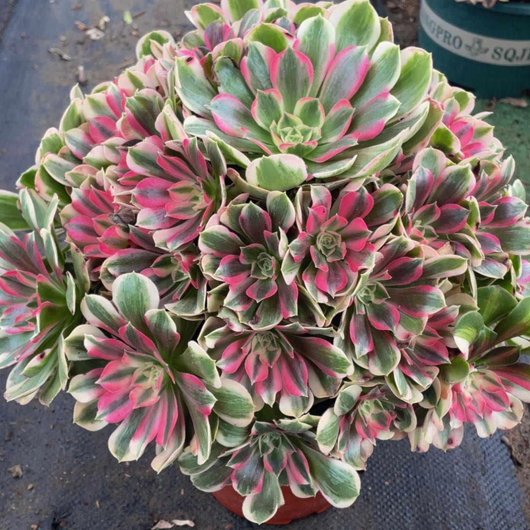 728男神精品法师老桩