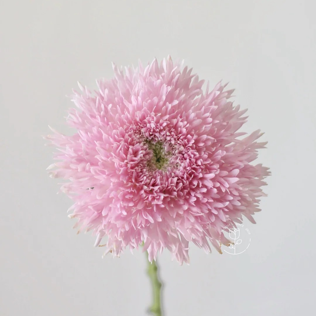 七叶花坊# 【面包菊】鲜花优选 顺丰直发