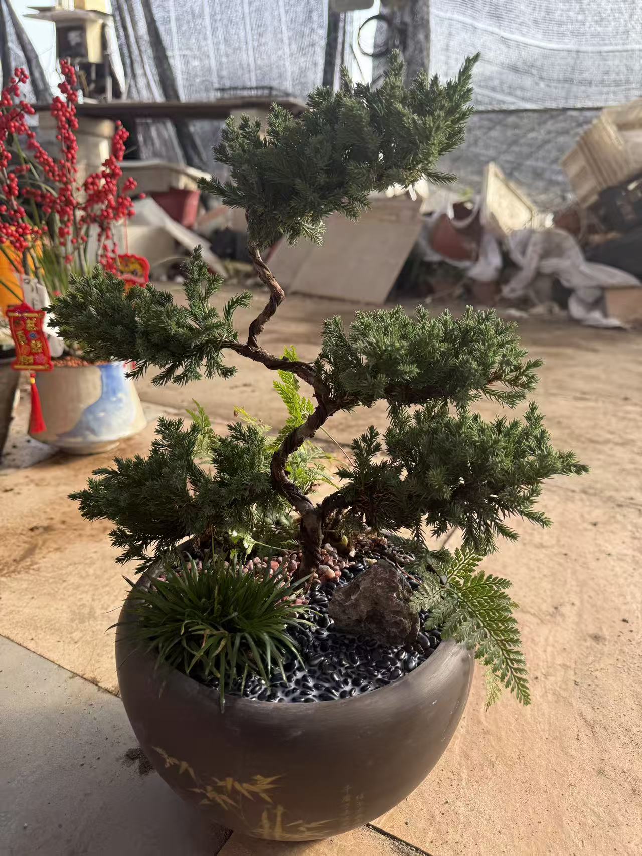 五层柏迎客松盆景盆栽室内桌面绿植【植物图片仅供参考】