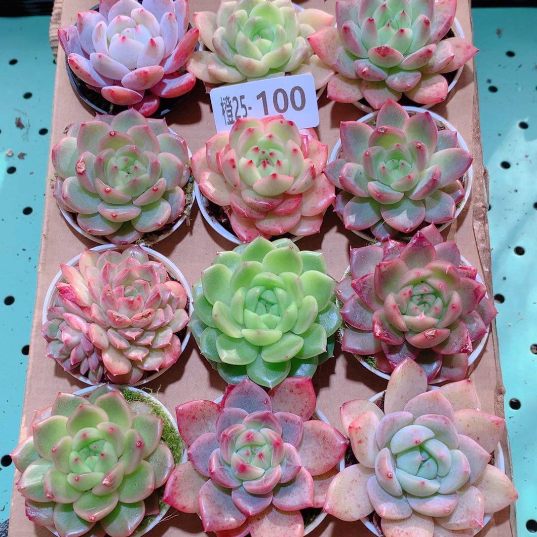 25-100一物一拍多肉带盆18颗