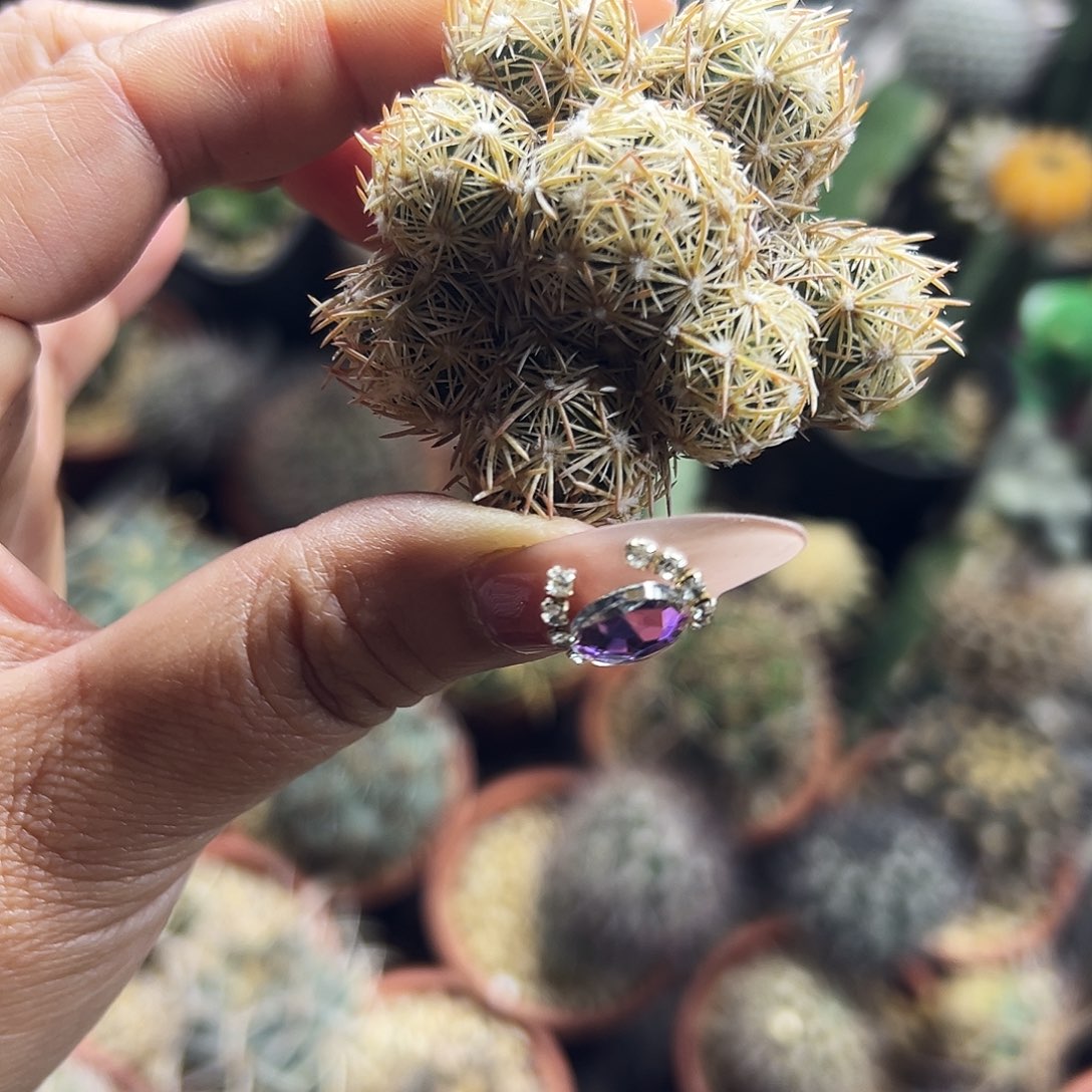 紫王子仙人球6666666