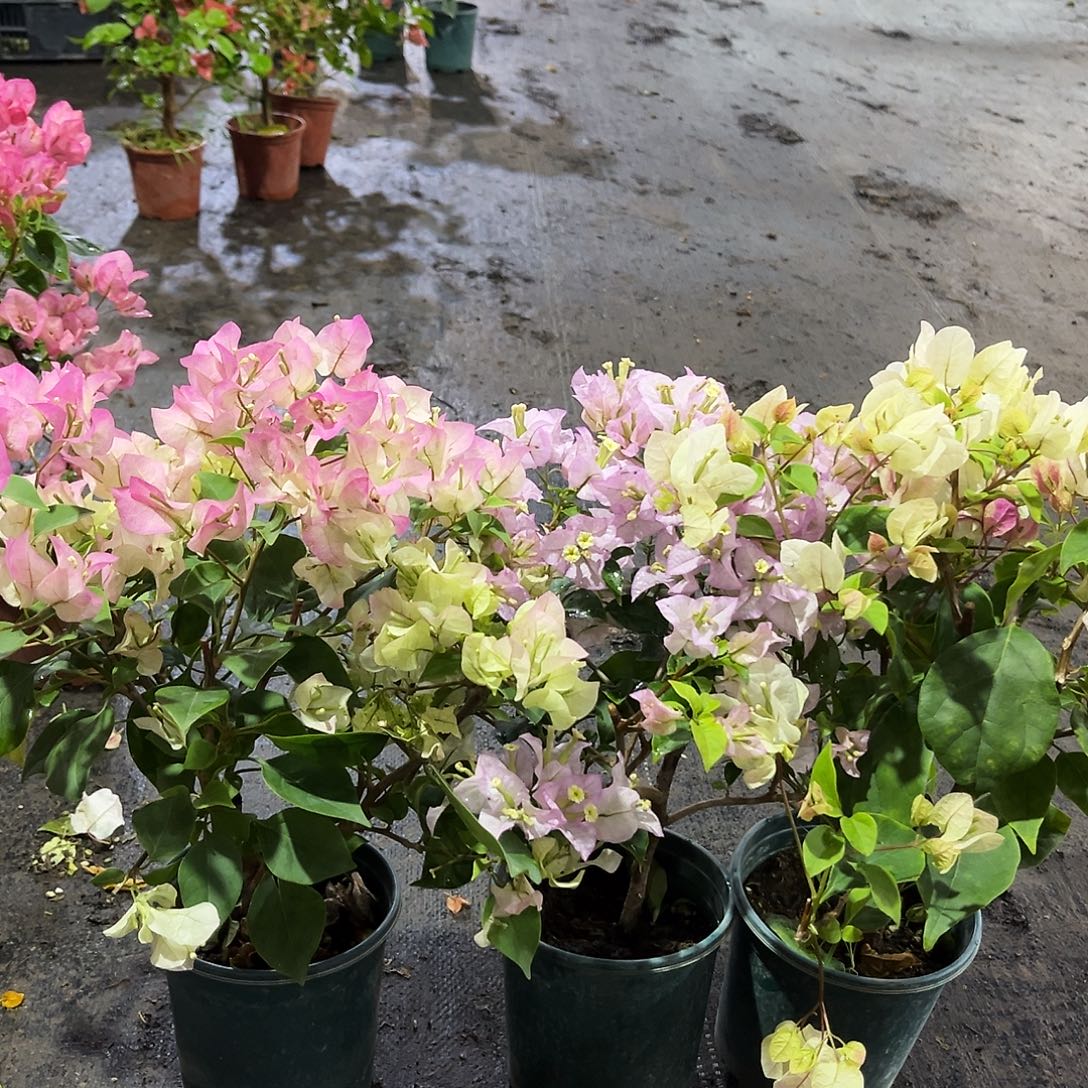 完全开放绿樱，丽娜，章红英