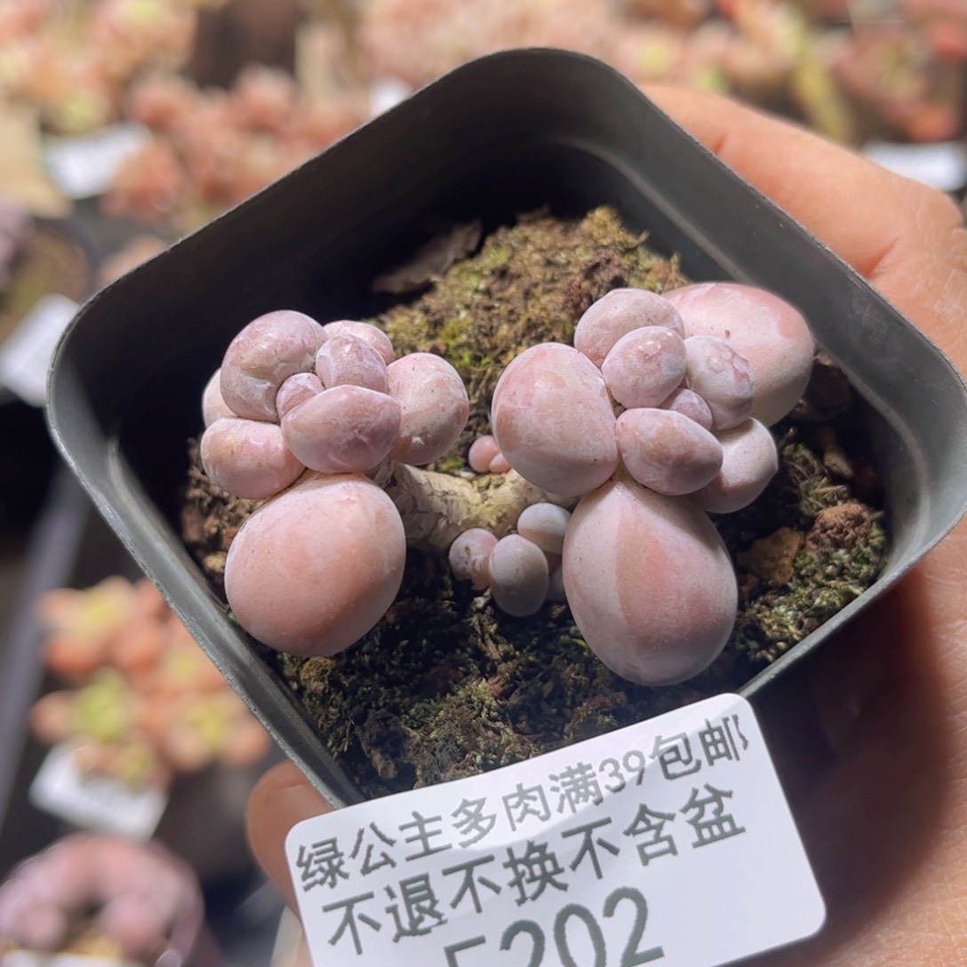 202迷你橙奶双头4cm多肉