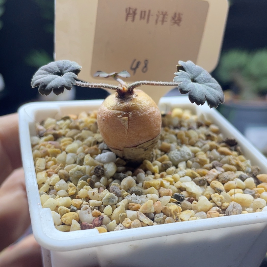 肾叶洋槐一物一拍带盆