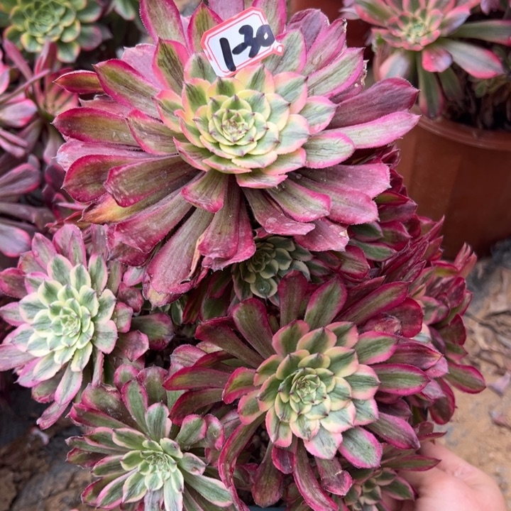 粉霞多肉植物1-30