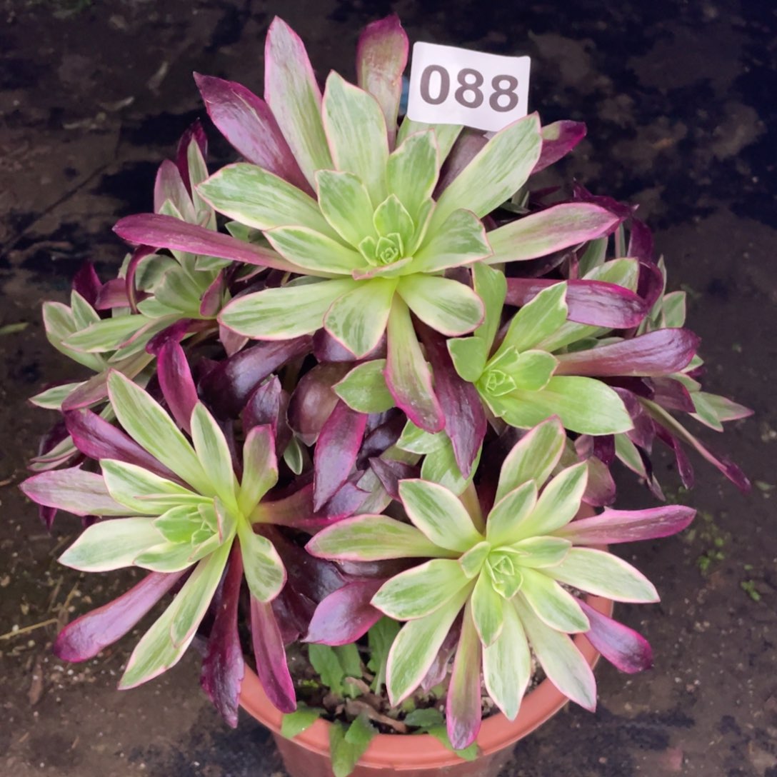 88号白婚纱，老庄子